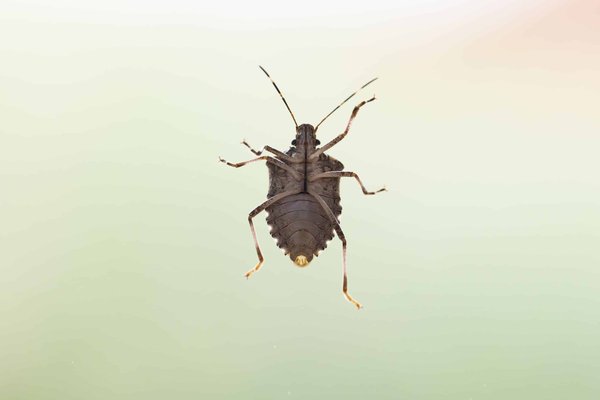 Comment lutter contre les punaises de lit ?